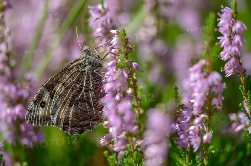 Brandenburg, Germany, heather, Hipparchia Semele, Nabu, Nabu project, national natural heritage, natural paradise Grünhaus, ochre velvet butterfly, rock grayling, rust bandage, post-mining landscape, butterfly, grayling, green house, insects, butterflies, butterflies, butterflies
