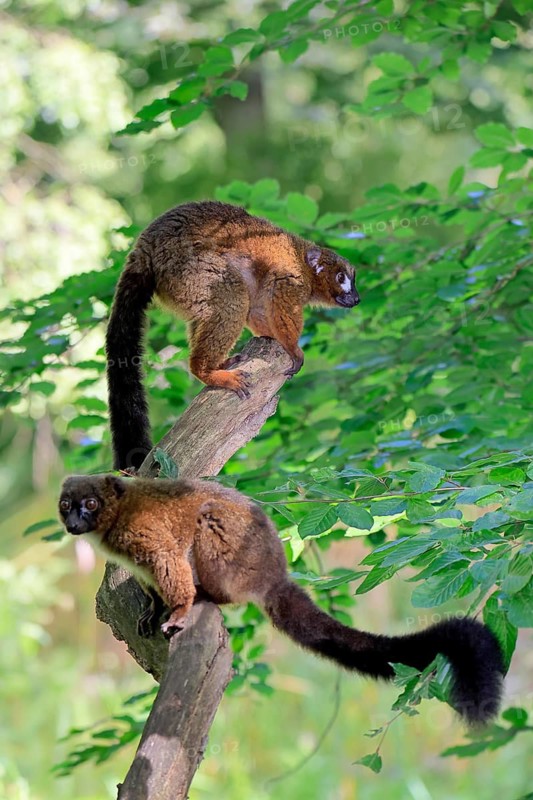 Red-bellied lemur (Eulemur rubriventer), adult, female, male, pair, on a tree trunk, alert, Madagascar