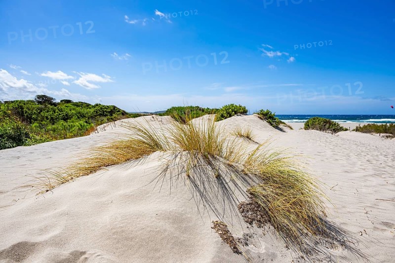 Grass and other plants grwoing in the white sand on a sunny day at Rena Majori beach, Sardinia, Italy