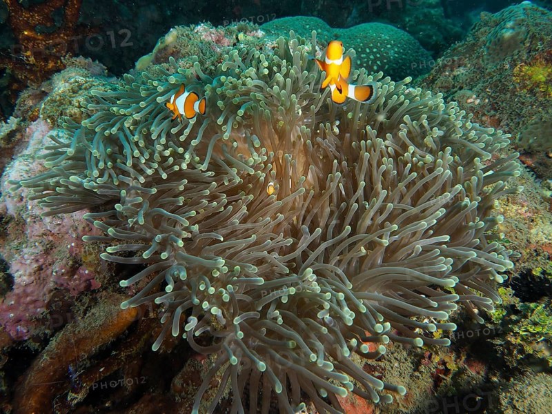 Two clownfish swimming in a giant anemone (Stichodactyla gigantea) on the reef, Spice Reef dive site, Penyapangan, Bali, Indonesia