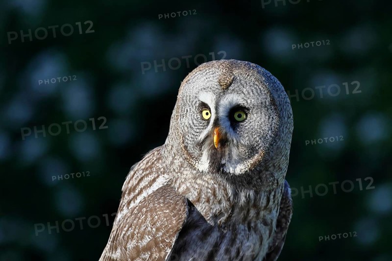 Great Grey Owl (Strix nebulosa), in captivity, detailed close-up, characteristic facial disc, head, portrait shot, Scandinavia's largest owl, common in Finland and Norway