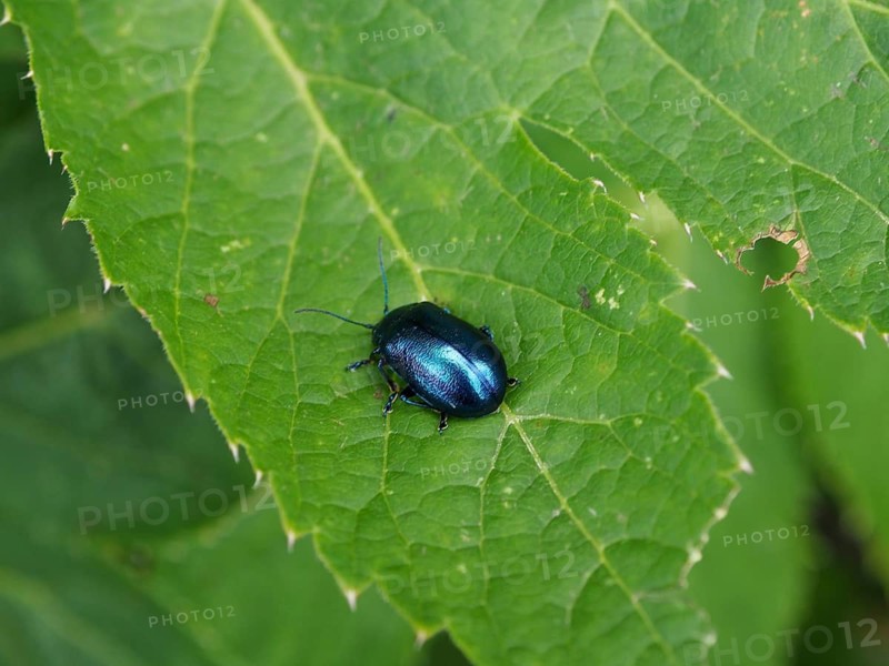 A shiny beetle, the butterbur leaf beetle (Oreina cacaliae), is perched on a large green leaf, shown in a detailed close-up, Goms, Canton of Valais, Switzerland