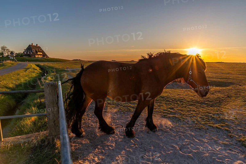 Kirchwarft with pastor and church on Hallig Hooge in the Schleswig-Holstein Wadden Sea National Park, Halligen biosphere, evening mood, ditch, salt marshes, horse, backlight view, North Frisia, Schleswig-Holstein, Germany