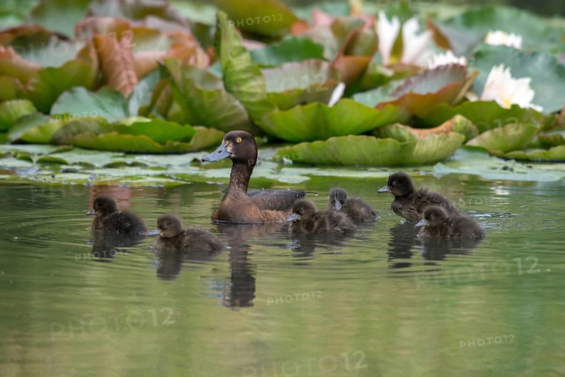 Aythya fuligula, dune cub, heron duck, tufted duck, anatidae, birds, ducks, ducks, duck birds, female, pullus, birds, waterbirds, waterbirds, female