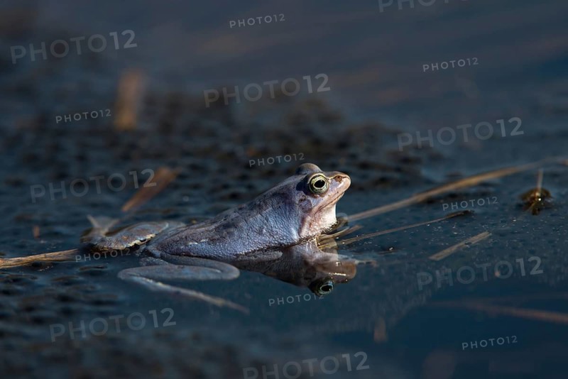 Moor frog, moor frog, rana arvalis, amphibians, amphibians, courtship behavior, courtship display, frog, frog, spawn, amphibians