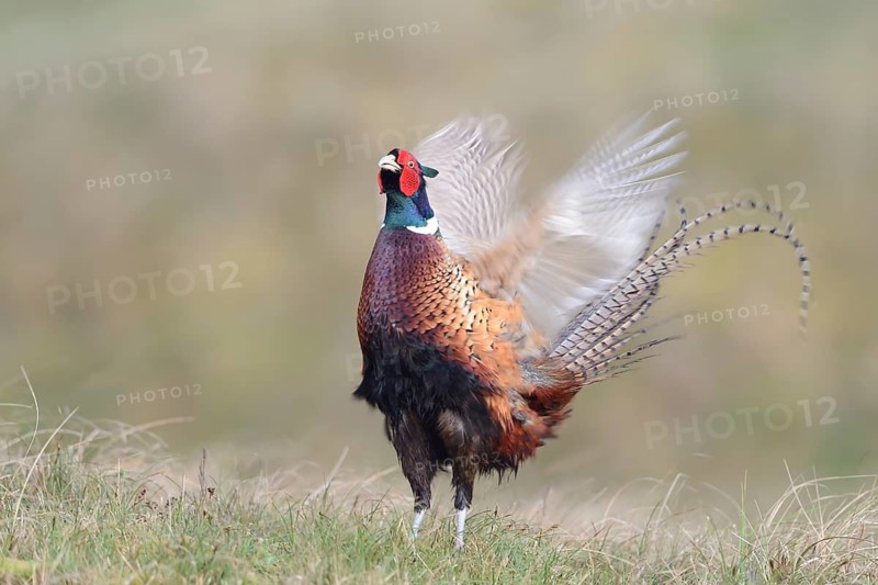Courting pheasant cock (Phasianus colchicus torquatus)