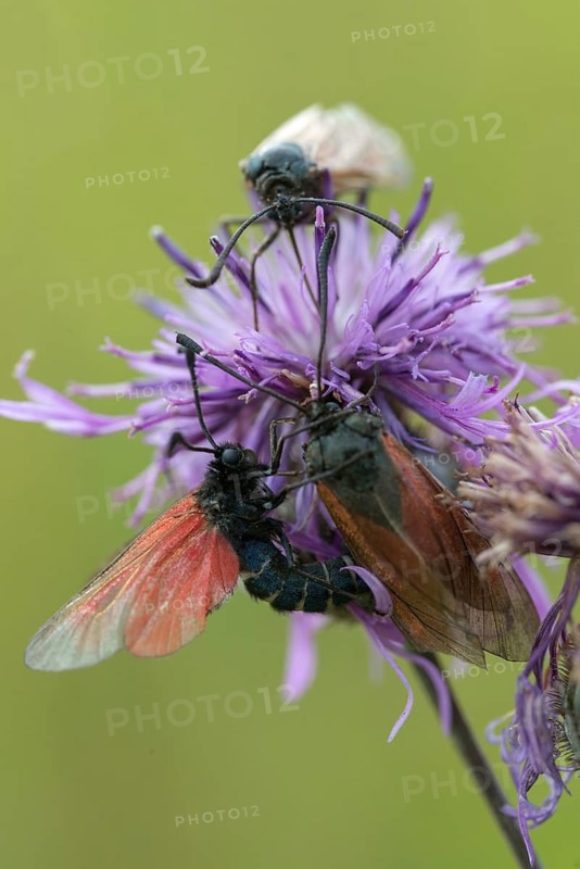 Beaver ram, blood droplet burnet, thyme ram, zygaena minos, blood droplets, butterfly, couple, high size, portrait format, insects, copula, mating, moths, moths, moth, couple, mating, butterfly, ram