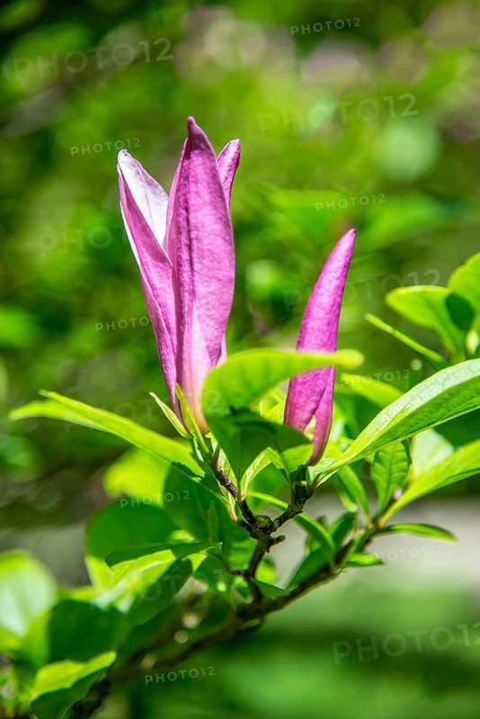 Flowering purple magnolia (Magnolia Susan) in Ystad, Skåne county, Sweden, Scandinavia