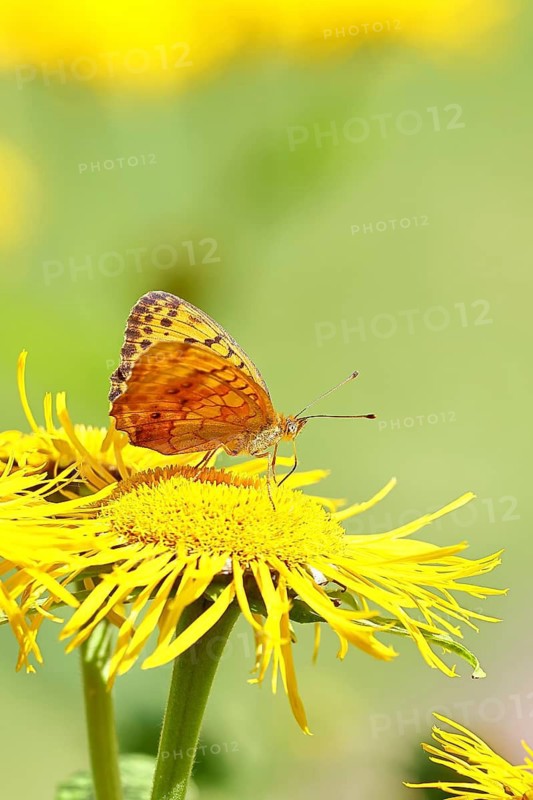 Queen of Spain fritillary (Issoria lathonia), on a yellow flower of a Great Telekie (Telekia speciosa), wildlife, insects, butterflies, diurnal butterflies, Wilnsdorf, North Rhine-Westphalia, Germany