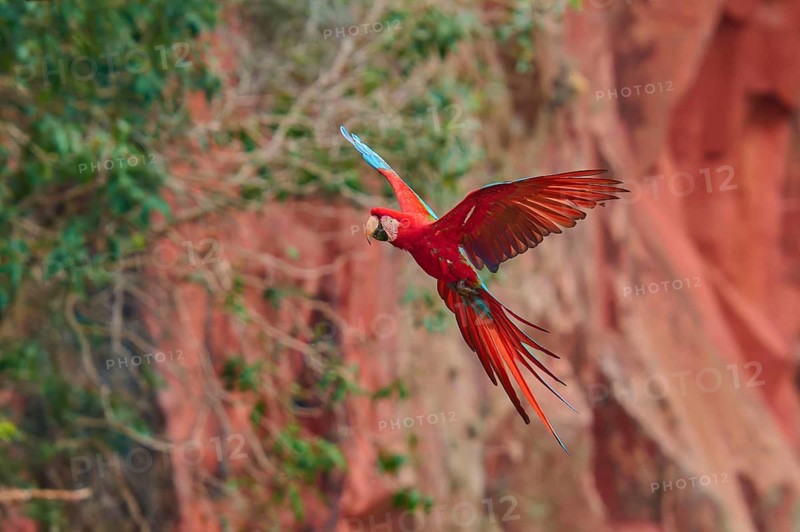A single parrot with red wings flies in front of a rocky landscape, Green-winged Macaw, or Dark Scarlet macaw (Ara chloroptera), Buraco Das Araras, Bonito, Pantanal, Brazil