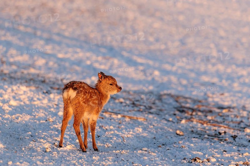 A young Dybowski deer (Cervus nippon hortulorum) stands in a snow-covered meadow at sunrise. China, Taiwan, SE-Siberia, Korea, Japan, Vietnam