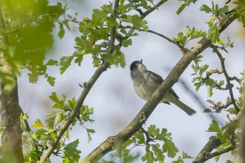 Blackcap (Sylvia atricapilla) adult male bird on a tree branch, Suffolk, England, United Kingdom