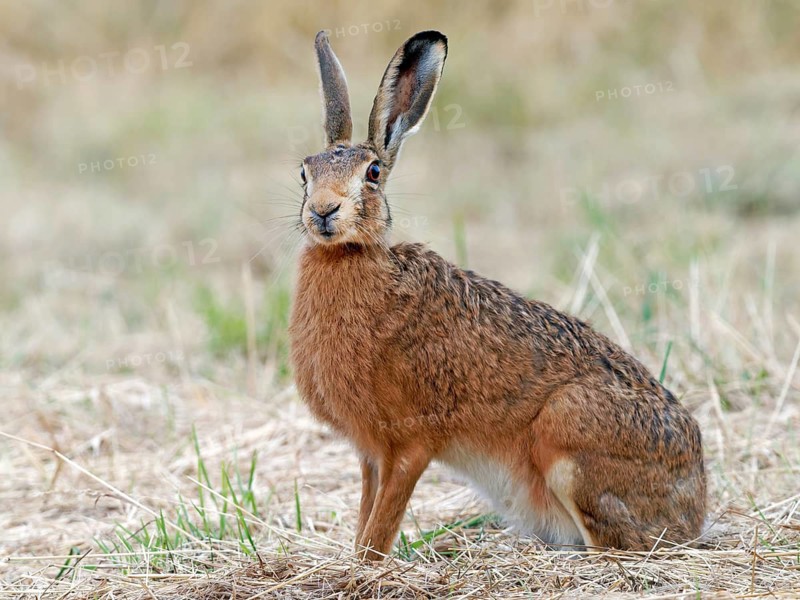 European hare (Lepus europaeus) in a mown meadow, Solms, Hesse, Germany