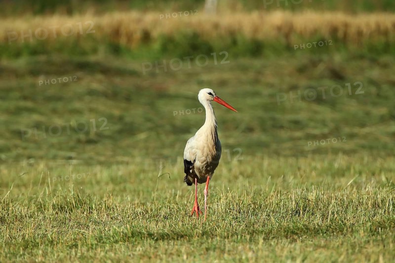 A stork stands alone in a vast meadow: White Stork (Ciconia ciconia), farmland, Mannheim, Baden-Württemberg, Germany