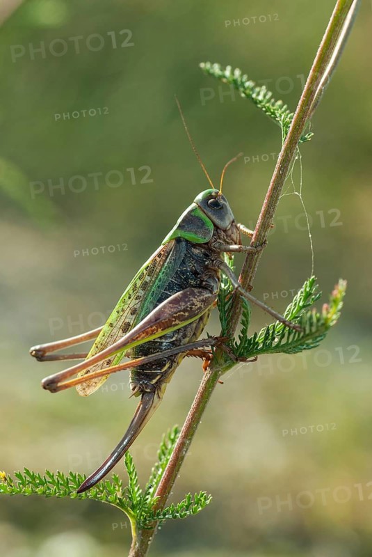 Brandenburg, Decticus Verrucivorus, Germany, grasshoppers, locusts, Nabu, national natural heritage, natural paradise Grünhaus, wart biters, post-mining landscape, ensifera, grasshoppers, grasshoppers, grasshoppers, high size, portrait format, insects, long-feeler scare, wait biter