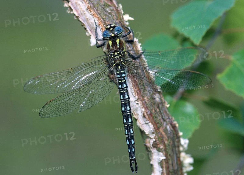 Brachytron Pratense, formerly reed hunter, hairy dragonfly, small mosaic maiden, anisoptera, damselflies, dragonflies, insects, leo, dragonflies, male, odonata