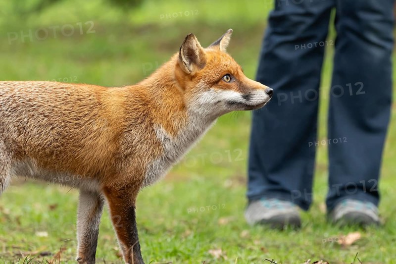 Red fox (Vulpes vulpes) adult animal in a public park with a person in the background, England, United Kingdom