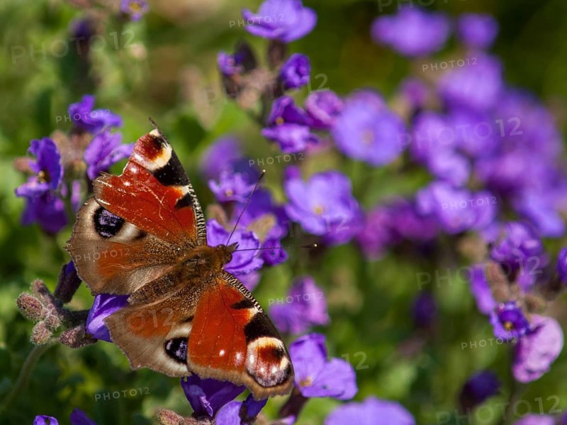 Aglais io, Inachis io, Nymphalis io, peacock, peacock, butterfly, insects, leo, butterfly, butterflies, butterflies