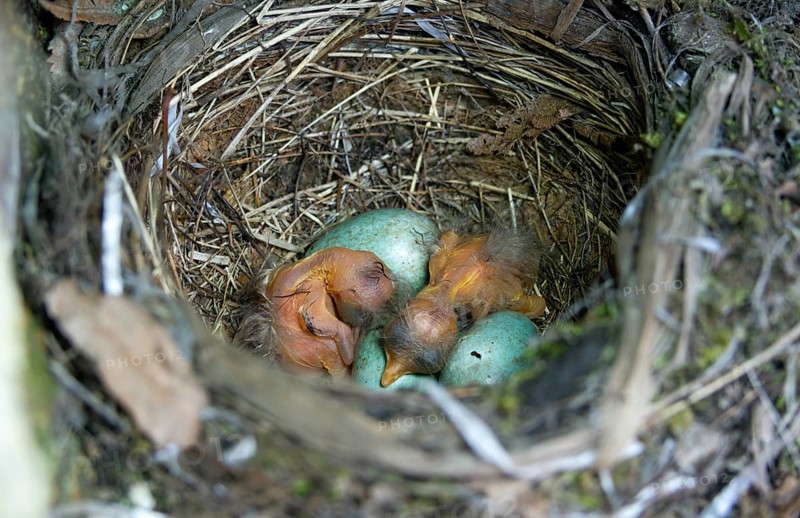 Blackbird, Turdus Merula, birds, clutch, hatching, young bird, juvenile, nest, passeri, hatching, songbirds, birds
