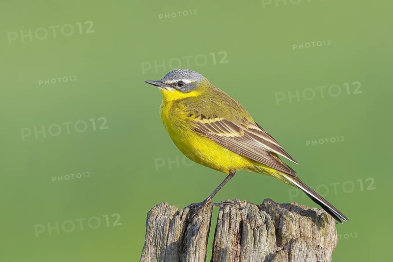 Yellow Wagtail (Motacilla flava), male perched on a willow fence, wildlife, animals, birds, bird, songbird, perched singing, wildlife, migratory bird, nature photography, wildlife, Ochsenmoor, Lake Dümmer, Lower Saxony, Germany