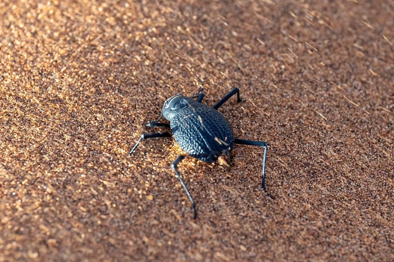 Fog drinker beetle (Onymacris unguicularis), Toktokkie beetle, in the sand, Namib Desert, Namib Naukluft Park, Namibia