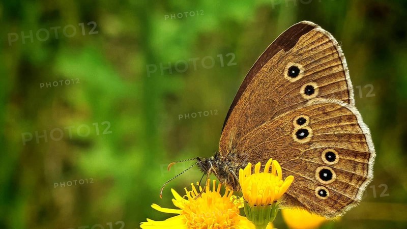 A close-up of a brown butterfly, the Small Heath (Aphantopus hyperantus), perched on a yellow flower against a blurred background, Frankenwald nature park Park, Upper Franconia
