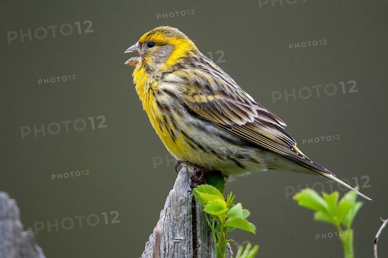 European Serin, serine, serinus serinus, birds, garden, garden fence, song, male, passeri, singing, songbirds, songbirds, birds