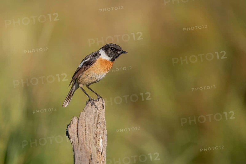 Stonechat, (Saxicola rubicola) stonechat. The sun is shining and there is grass in the neighbourhood. Bird looking at its surroundings. Bas Rhin, Alsace, France