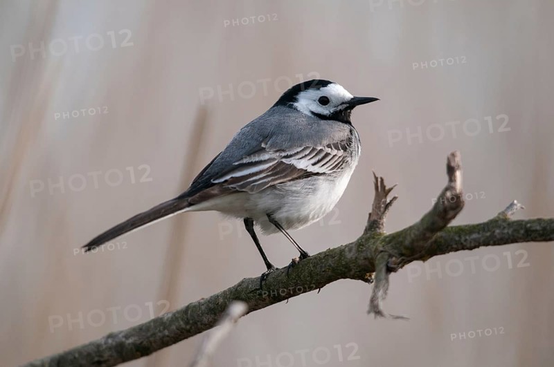 Wagtail, Motacilla Alba, White Wagtail, Birds, Passeri, Songbirds, Birds