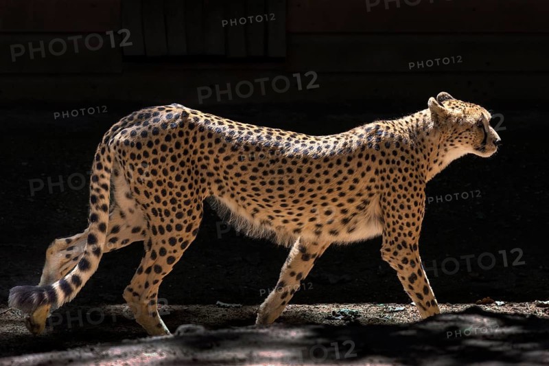 Cheetah (Acinonyx jubatus), Nuremberg Zoo, Middle Franconia, Bavaria, Germany
