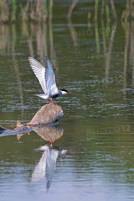 White-bearded tern (Chlidonias hybrida), taking off from a drifting log, Großwilfersdorf Nature Reserve, Großwilfersdorf, Styria, Austria