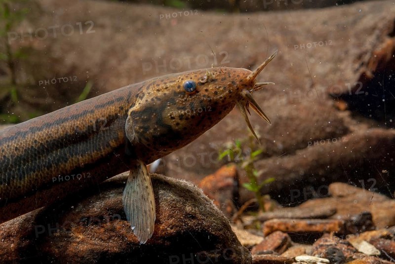 European Weather Loach, Misgurnus Fossilis, Pond Loach, Schlammpeitzger, FFH, Fish, Fish, Pisces, Weatherfish