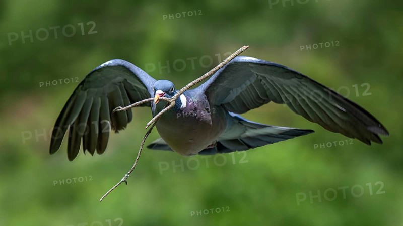 Wood Pigeon (Columba palumbus), in flight, carrying nesting material in its beak, Littlewood Ranch, Limbach, Burgenland, Austria