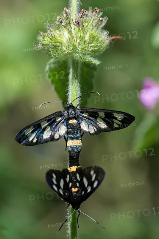 Amata phegea, arctiinae, bear spinner, nine-spotted moth, syntomis phegea, white spotted ram, butterfly, high size, portrait format, insects, copula, moths, moths, moths, mating, butterfly