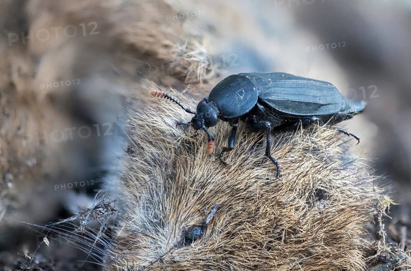 Carrion beetle, bshore sexton beetle, necrodes littoralis, silphidae, carrion beetle, gravedigger, beetle, coleoptera, insects, beetles, gravedigger
