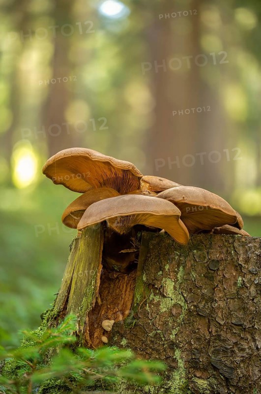 Oyster mushroom, oyster mushroom, pleurotus ostreatus, fungi, fungus, high size, vertical format, oyster mushroom, oyster mushroom, mushrooms, excess