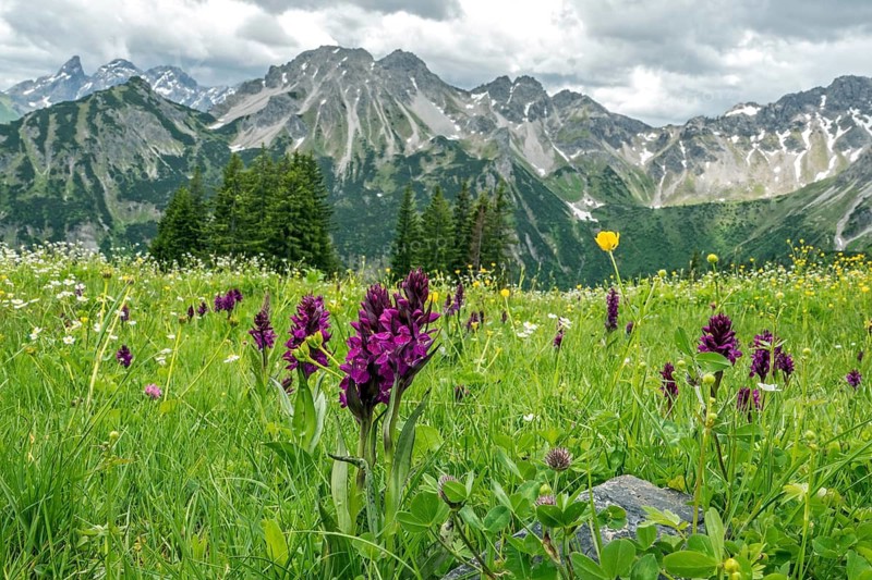 Meadow with Dactylorhiza cruenta, on the Fellhorn, with the mountains of the Allgäu Alps in the background, Oberstdorf, Oberallgäu, Allgäu, Bavaria, Germany
