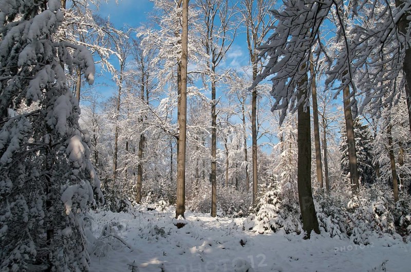 Beech plants, fagaceae, fagus sylvatica, common beech, trees, common beech, European beech, flora, landscape, plants, snow, tree, forest, winter, wood