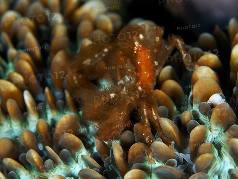 An orange crab, the orang-utan crab (Achaeus japonicus), on colourfully patterned coral formations, Gondol East dive site, Penyapangan, Bali, Indonesia