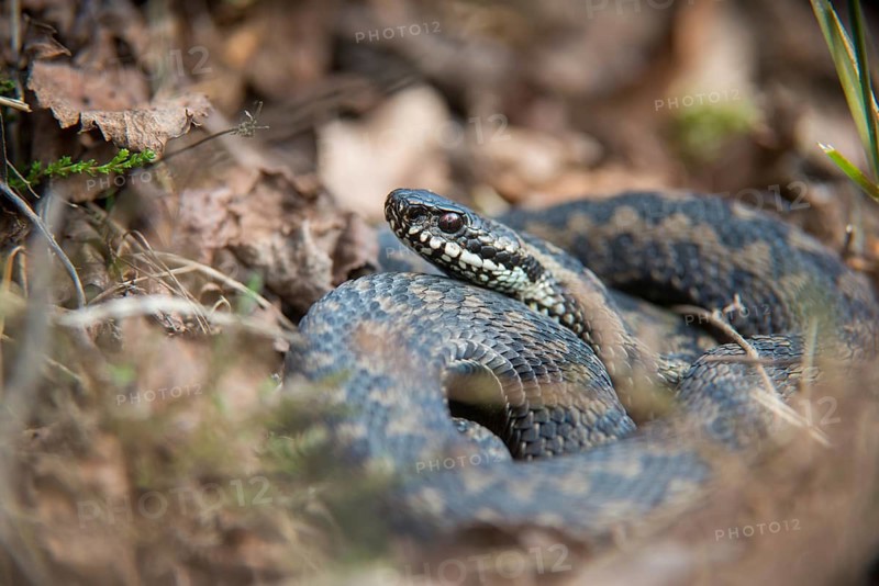 European adder, European viper, venomous snake, vipera berus, critters, poisonous reptiles, male, reptilia, reptiles, snakes, snakes
