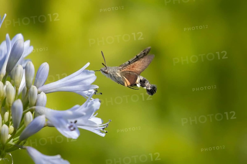 Hummingbird hawkmoth (Macroglossum stellatarum) adult moth insect in flight feeding on a garden Agapanthus flower in summer, Suffolk, England, United Kingdom