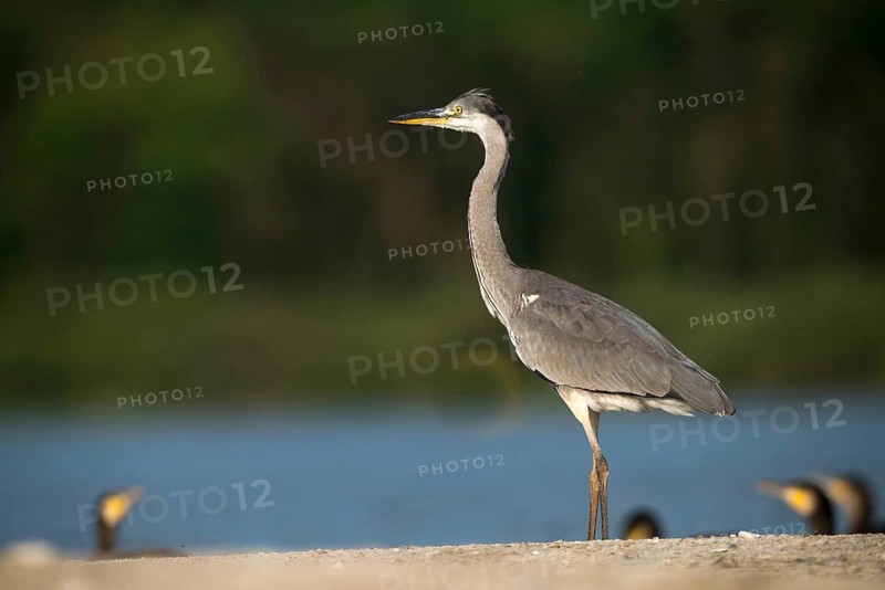 Ardea cinerea, heron, gray heron, birds, ciconiiformes, herons, walking birds, wading birds, birds