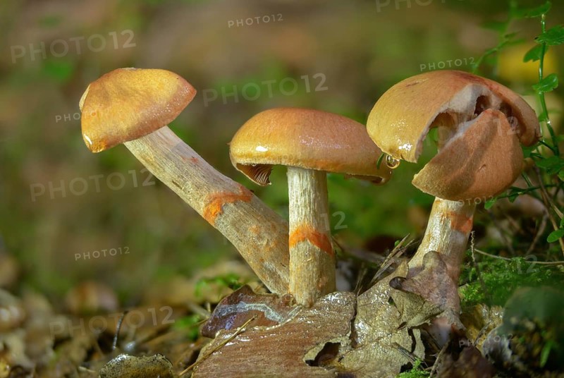 Cortinarius armillatus, decorated girdle foot, girdle foot, fungi, fungi, red-banded cortinarius