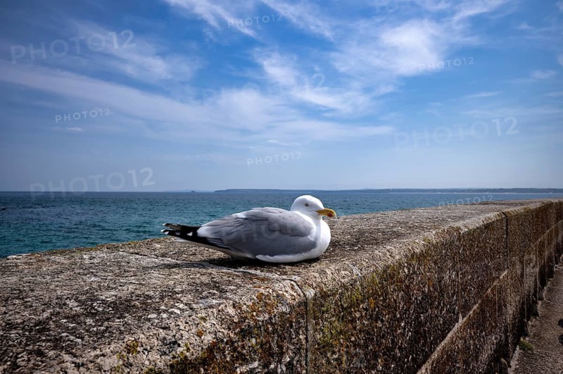 A herring gull (Larus argentatus) perched on a quay wall, harbour, St Ives, Cornwall, England, Great Britain, United Kingdom