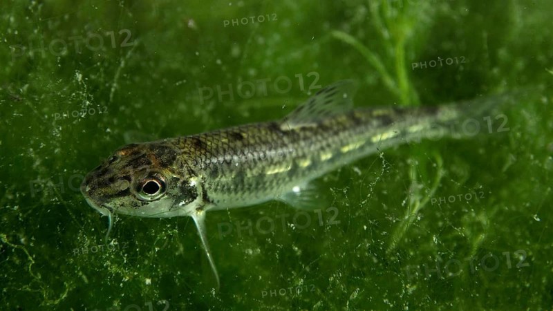 A small gudgeon (Gobio gobio) moves through a world of green algae, dive site Klosterinsel, Rheinau, Canton Zurich, Rhine, High Rhine, Switzerland, Germany