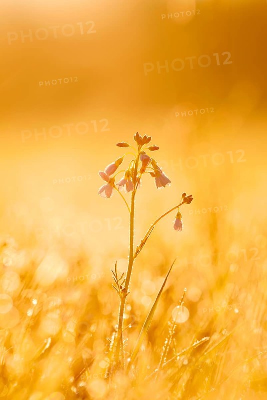 Meadow cuckoo flower (Cardamine pratensis), in bloom, backlit at sunrise, North Rhine-Westphalia, Germany