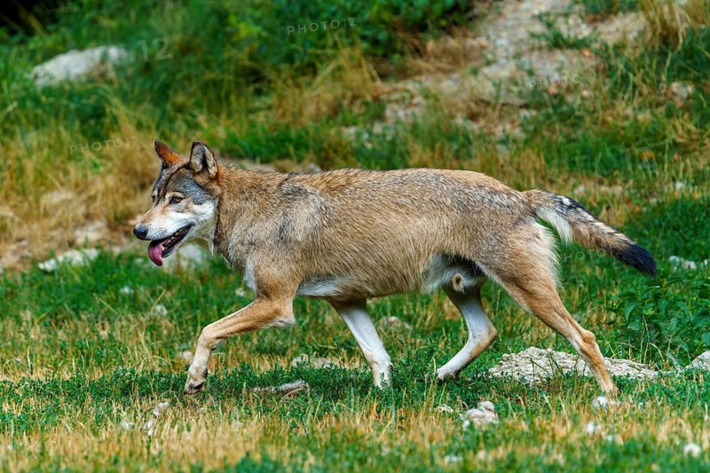 Timberwolf, wolf, American wolf (Canis lupus lycaon), Germany: A wolf runs energetically across a green meadow, surrounded by a summer landscape