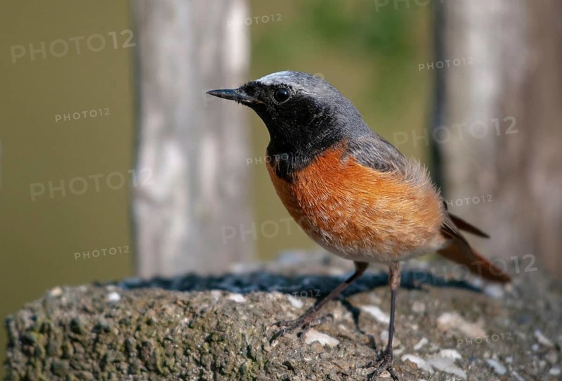 Garden redtail, Phoenicurus phoenicurus, redstart, birds, garden fence, garden birds, garden fence, male, passeri, songbirds, birds