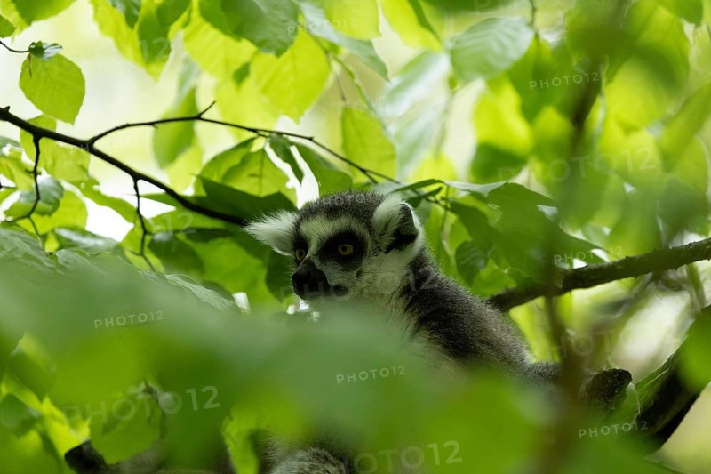 A lemur sits amongst the branches and leaves, gazing into the distance, a seated ring-tailed lemur (Lemur catta) on a branch against a backdrop of green foliage, in captivity, Apenheul, Netherlands