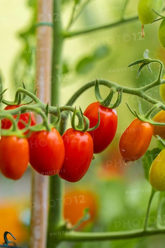 Ripe red tomatoes (Solanum lycopersicum) hanging from a plant, Ternitz, Lower Austria, Austria